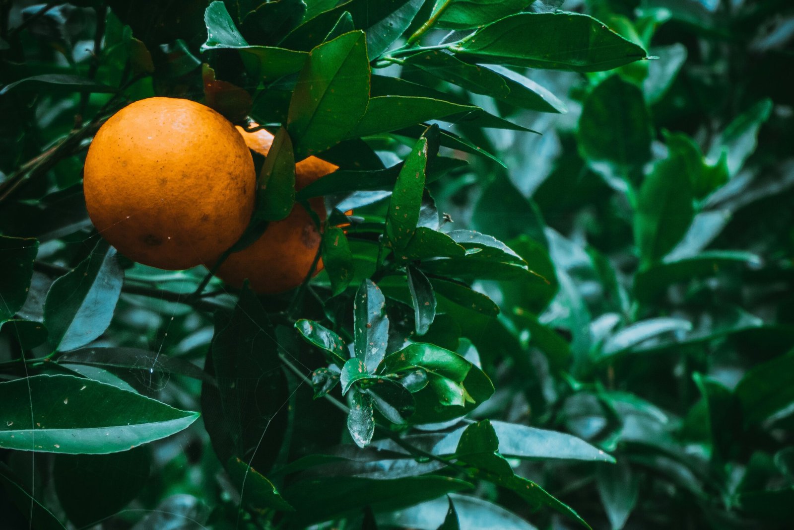 a close up of an orange on a tree